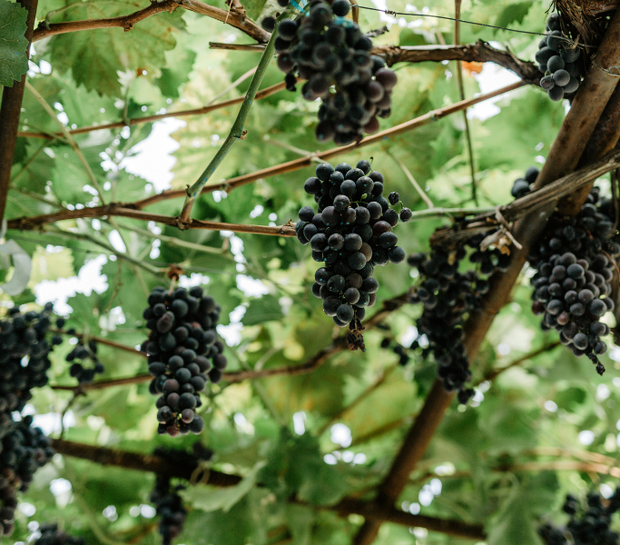 Gamme VIti et Vini